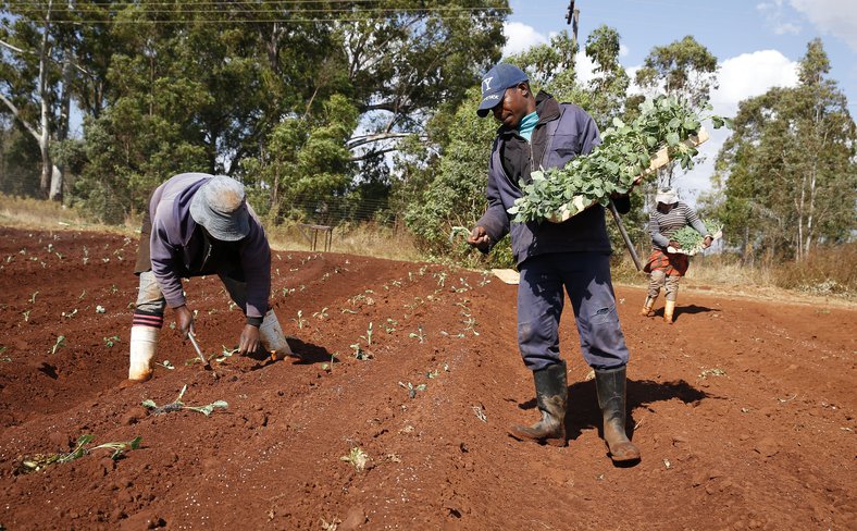 South Africa agricultural workers
