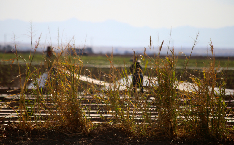Agriculture (8).png