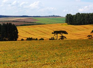 Agro_PR_Soja_em_Guarapuava
