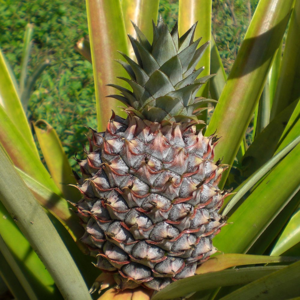 Costa Rica: Monocultivo de piña se amplía en áreas protegidas y ...