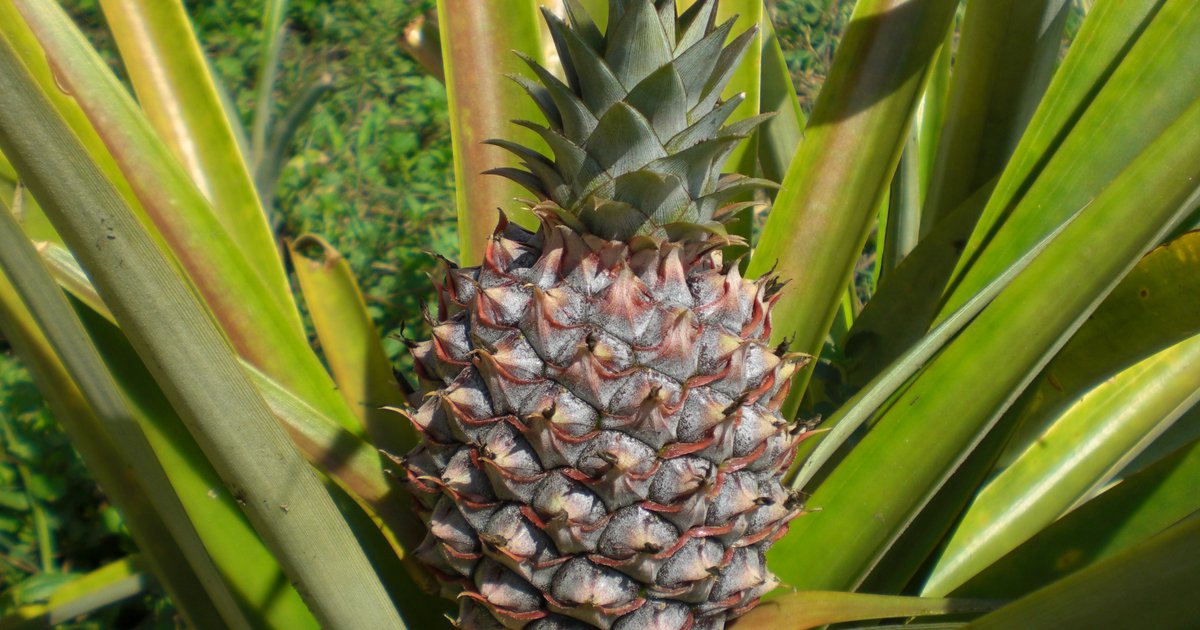 Costa Rica: Monocultivo de piña se amplía en áreas protegidas y ...