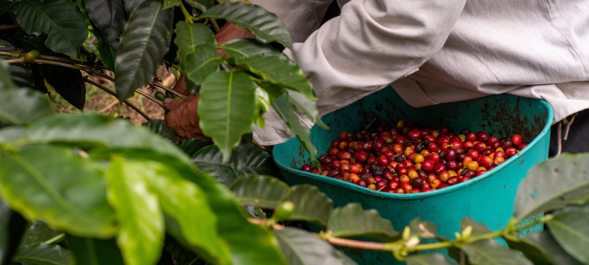 KTC food beverage 2026