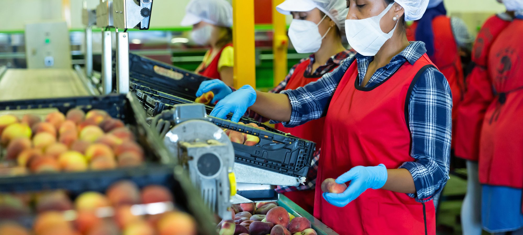 KTC food beverage fruit factory worker