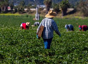 Farm worker