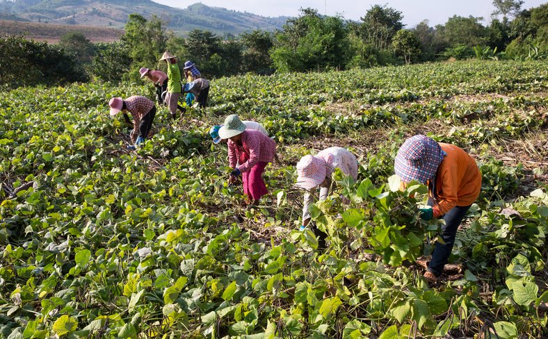 Migrant workers from Myanmar work in fields in Thailand