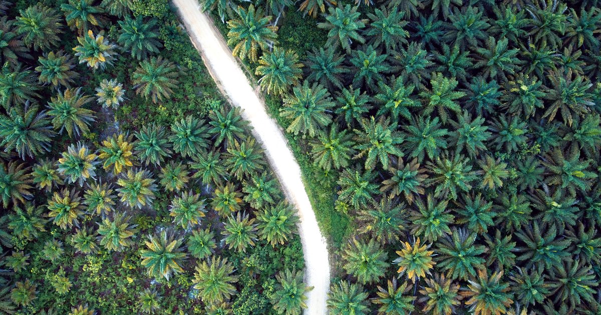 インドネシア：国内第2位のパーム油生産大手の人権侵害および環境破壊